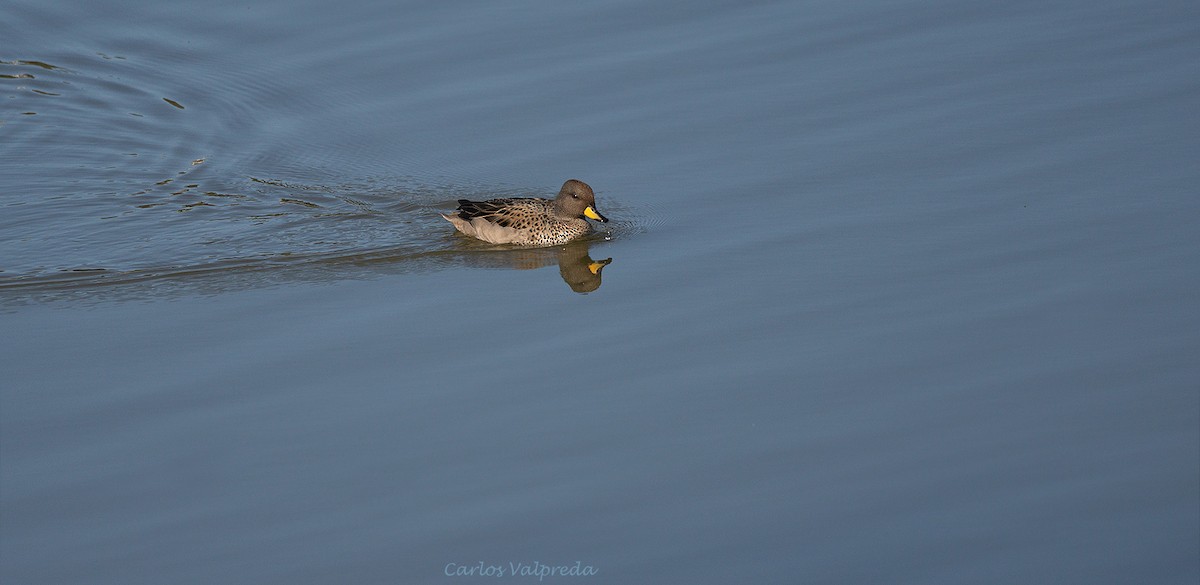 Yellow-billed Teal - ML620308806