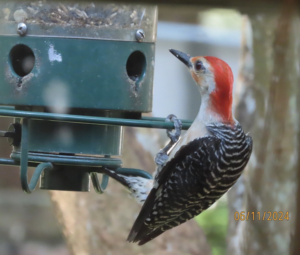 Red-bellied Woodpecker - ML620308808