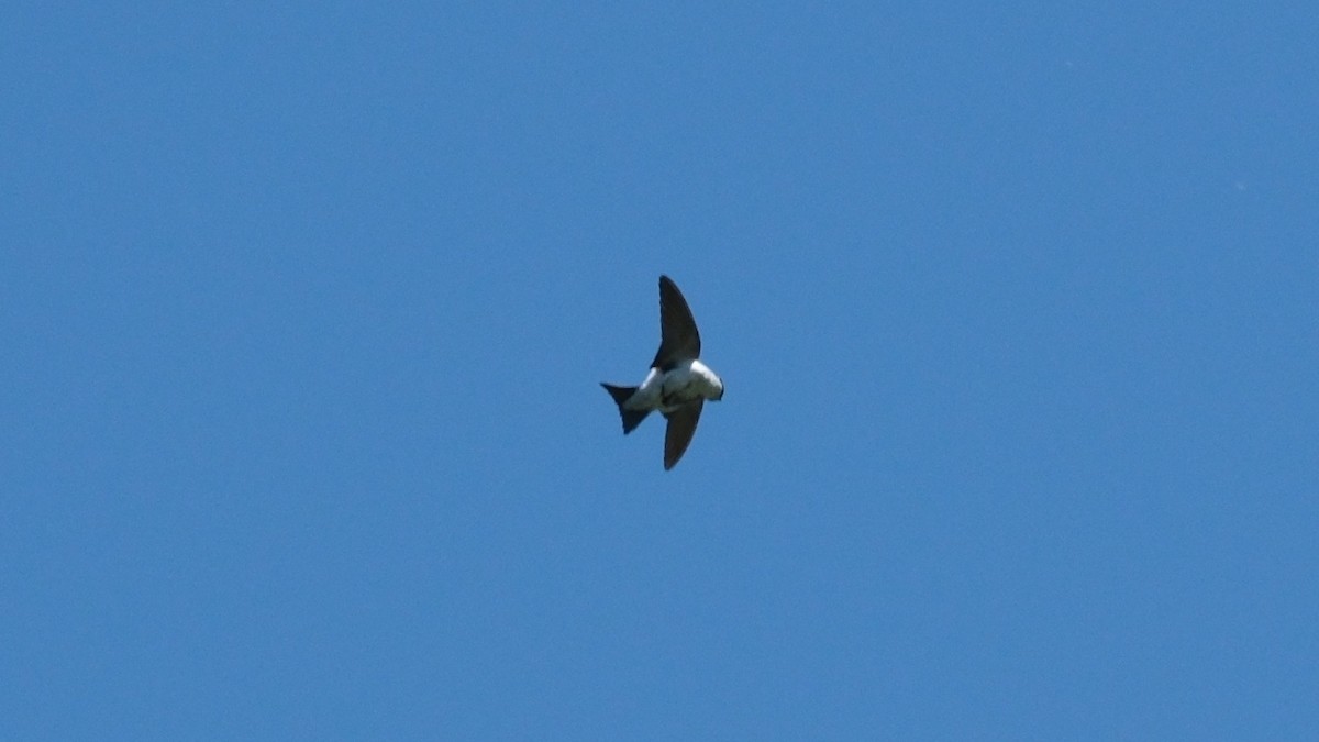 Western House-Martin - ML620308810