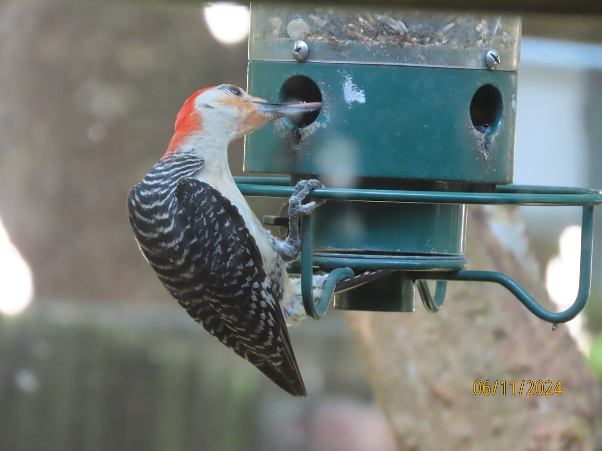 Red-bellied Woodpecker - ML620308814