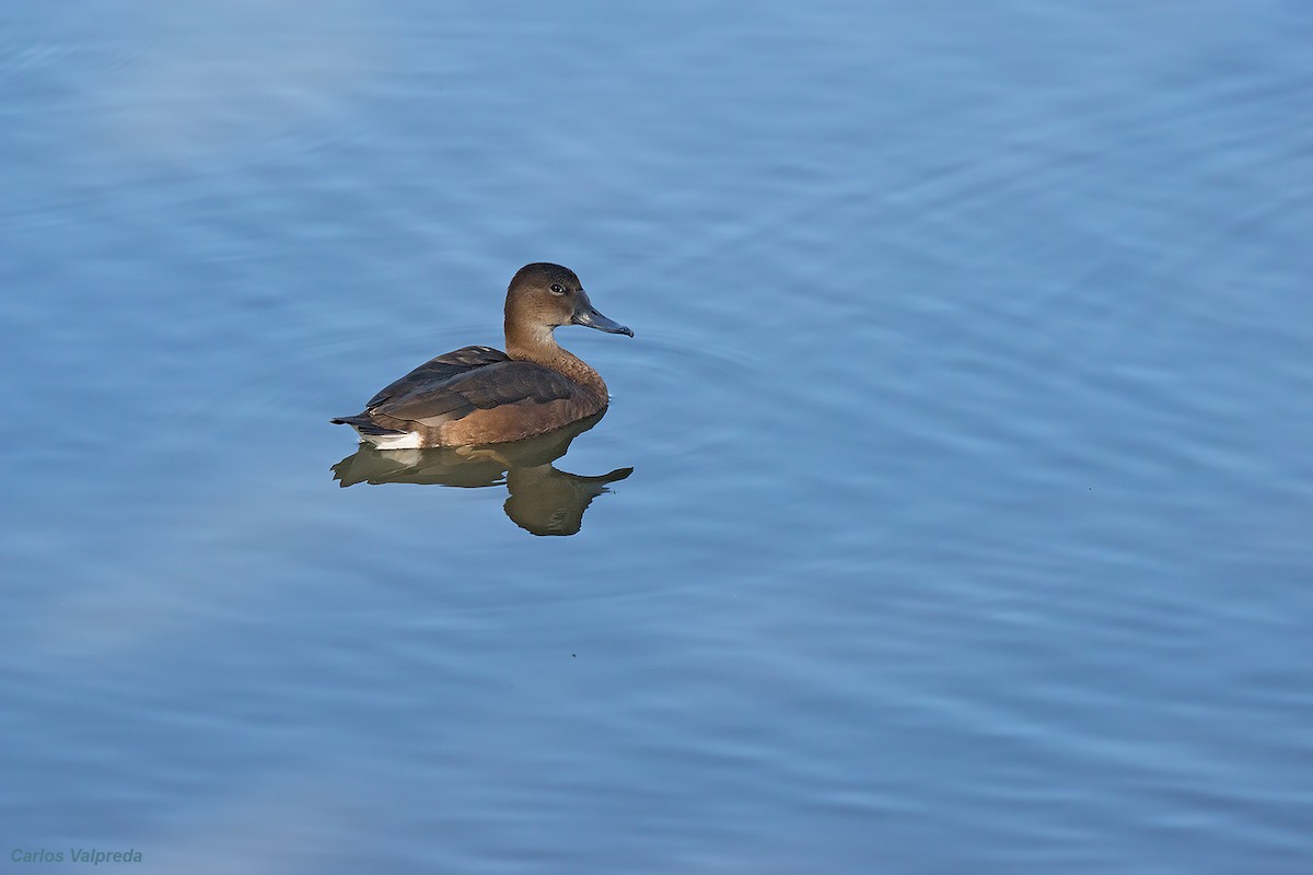 Rosy-billed Pochard - ML620308818