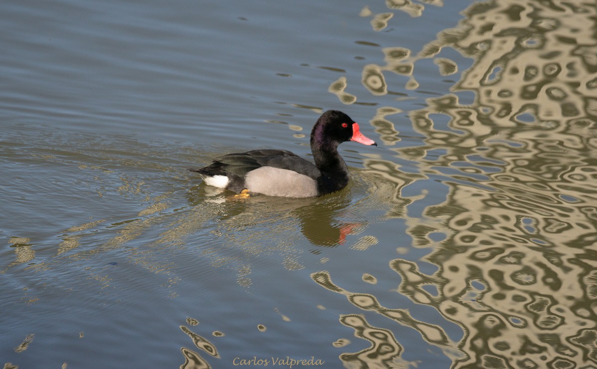 Rosy-billed Pochard - ML620308822