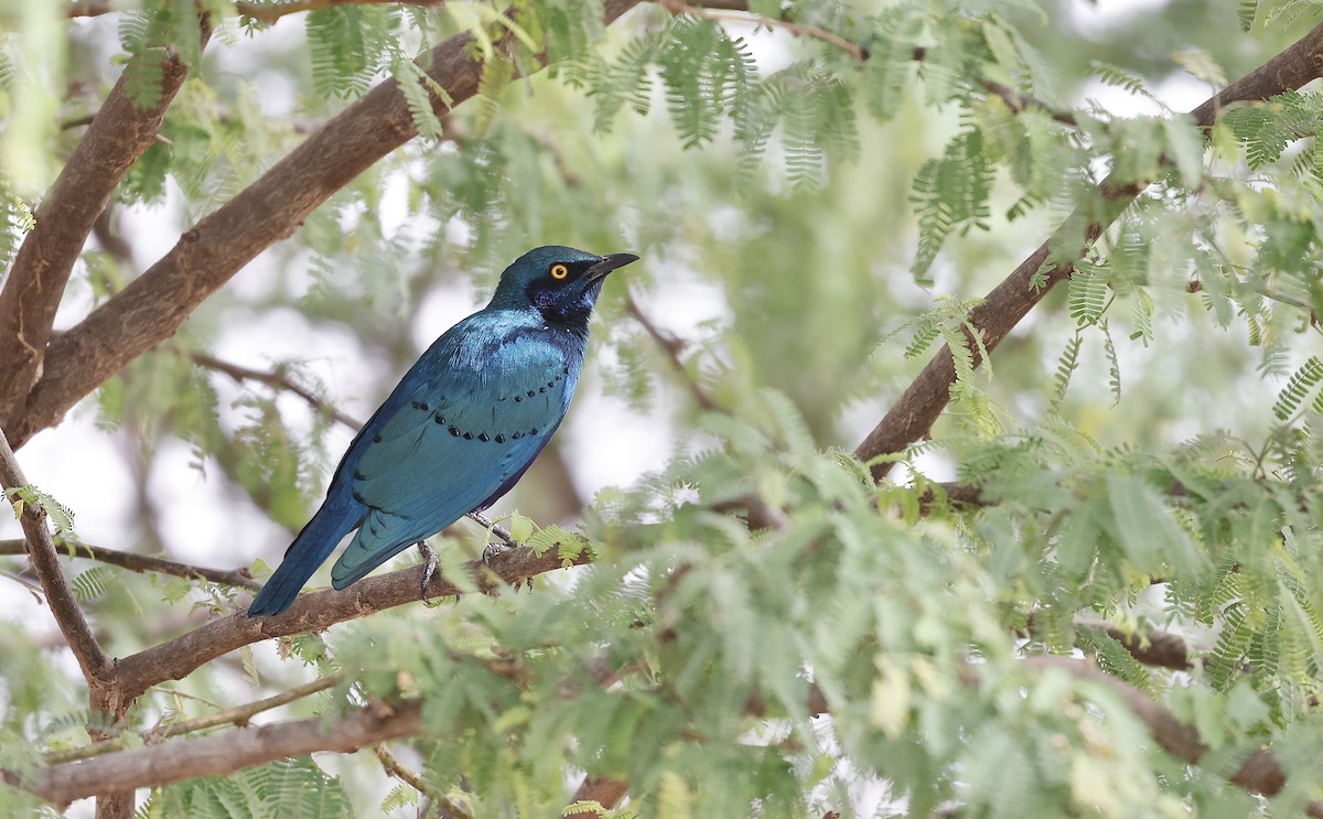 Greater Blue-eared Starling - ML620308823
