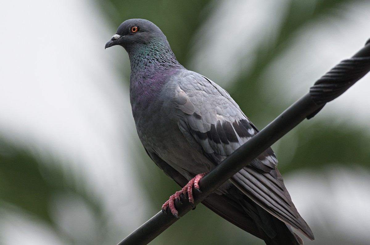 Rock Pigeon (Feral Pigeon) - ML620308824