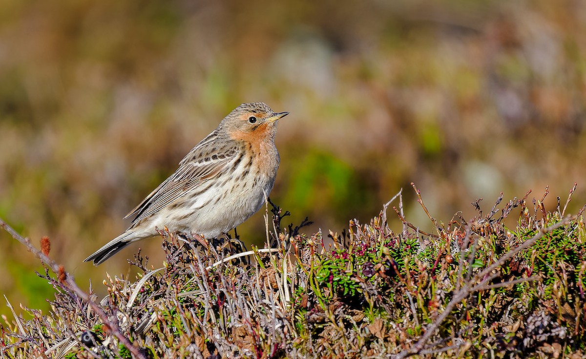 Red-throated Pipit - ML620308825