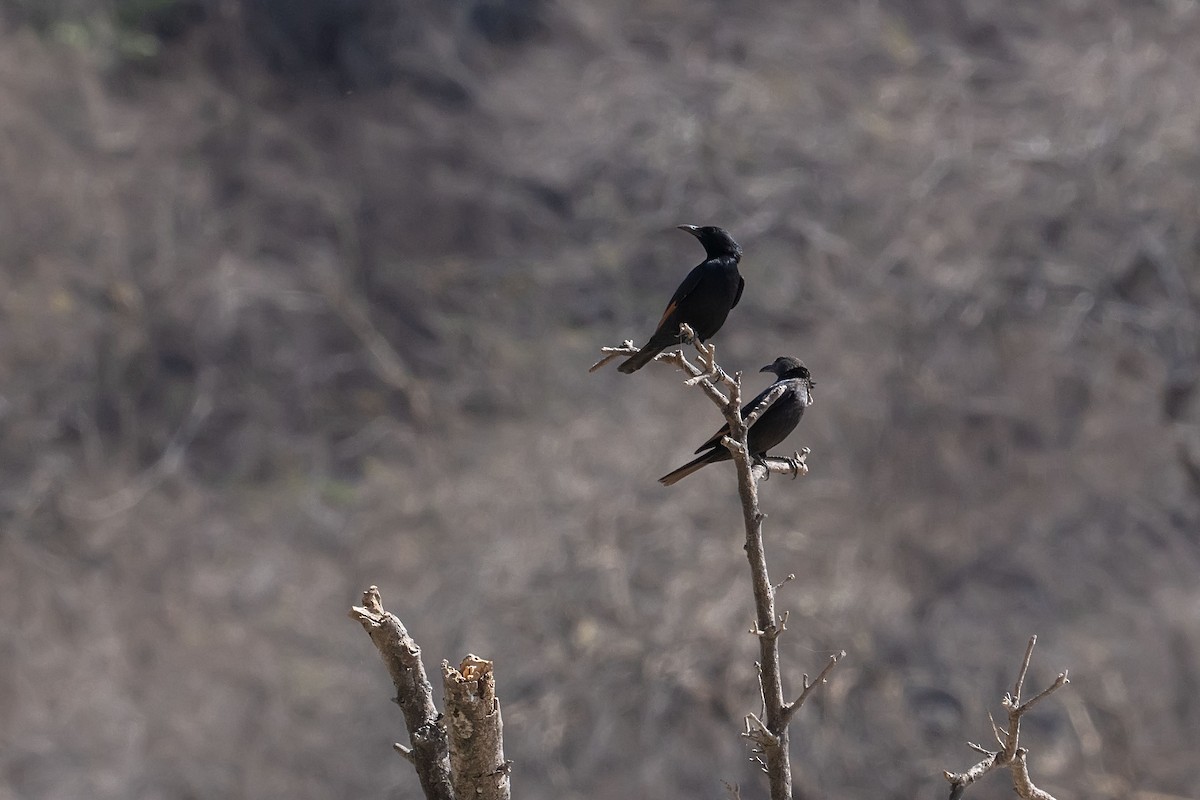 Tristram's Starling - Núria Ferrer Barbany