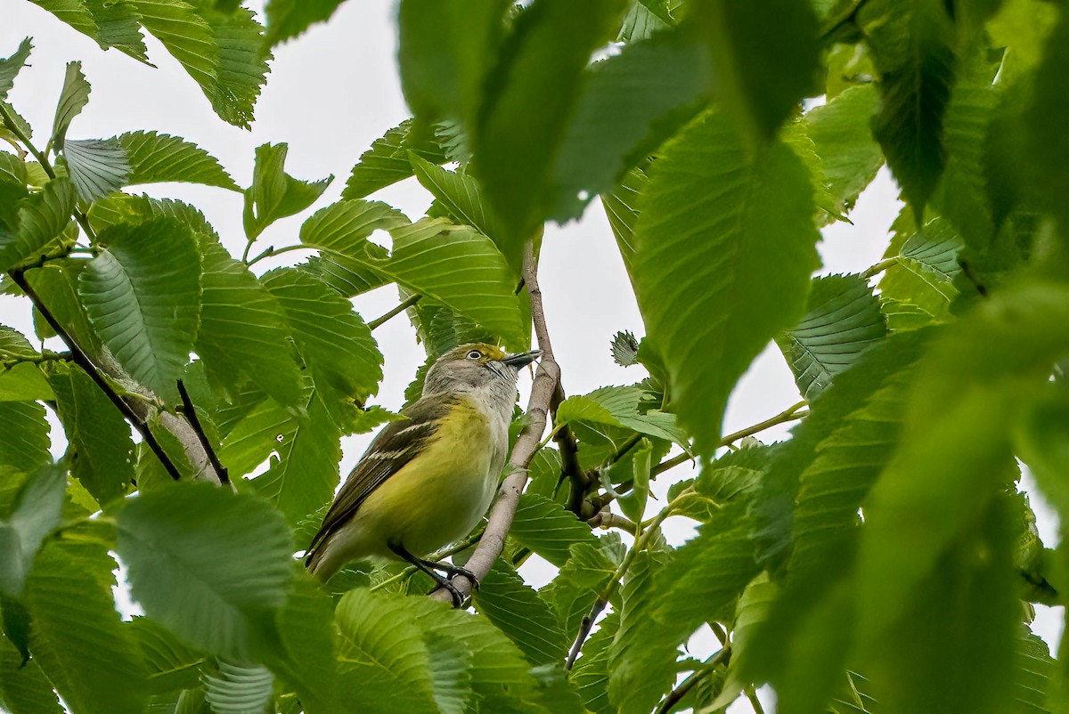 White-eyed Vireo - ML620308828