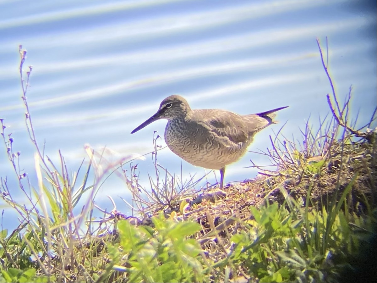 Wandering Tattler - ML620308831