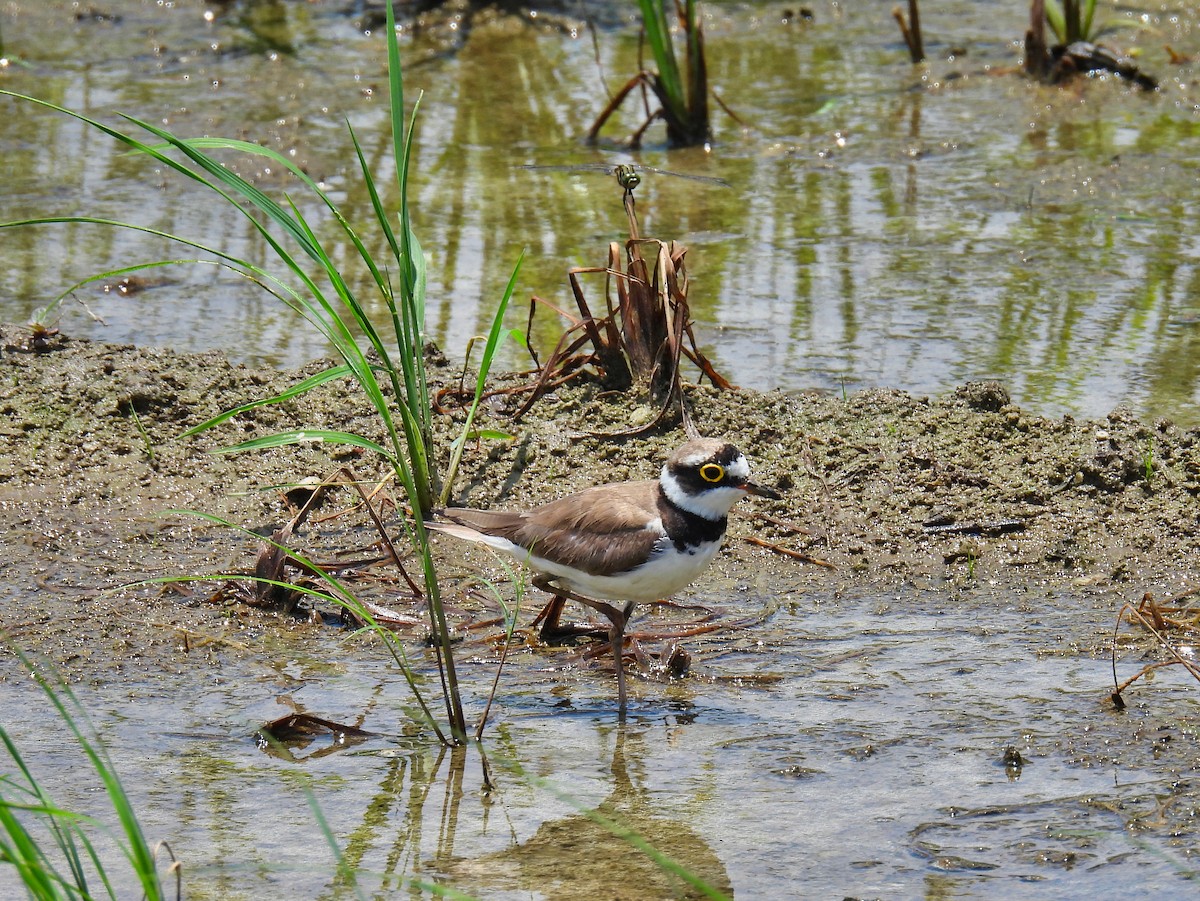 Little Ringed Plover - ML620308832