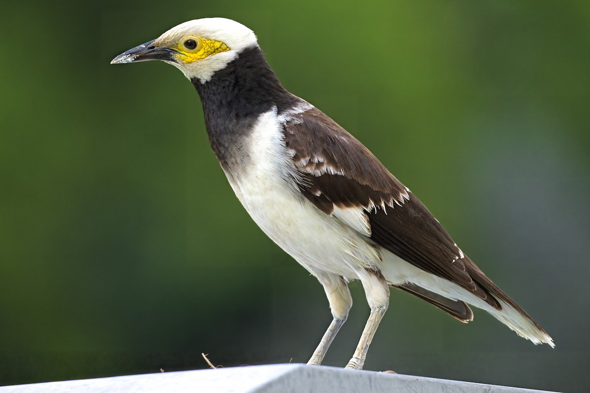 Black-collared Starling - ML620308833