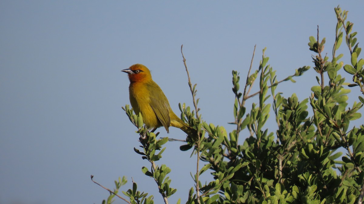 Spectacled Weaver - ML620308836