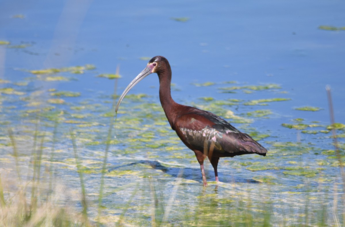 White-faced Ibis - ML620308843