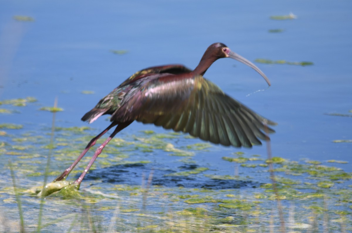 White-faced Ibis - ML620308844