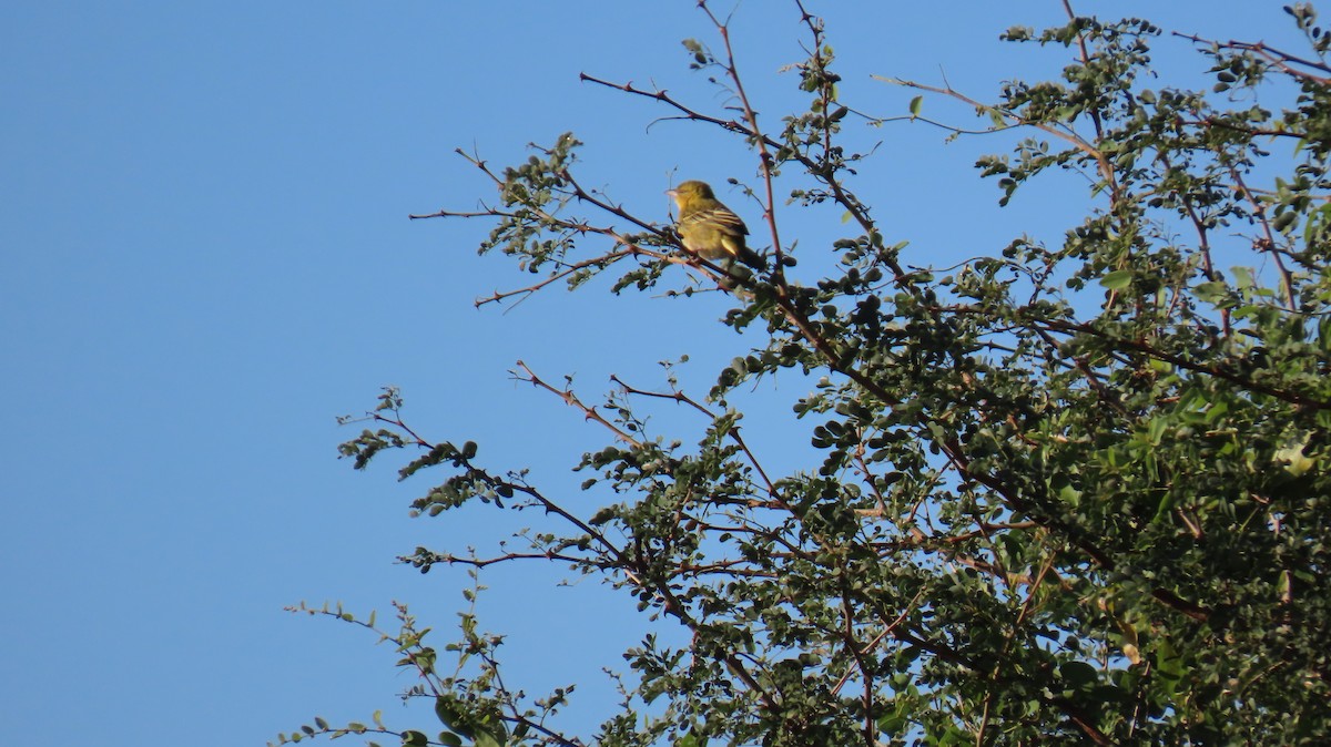 Red-headed Weaver (Southern) - ML620308862