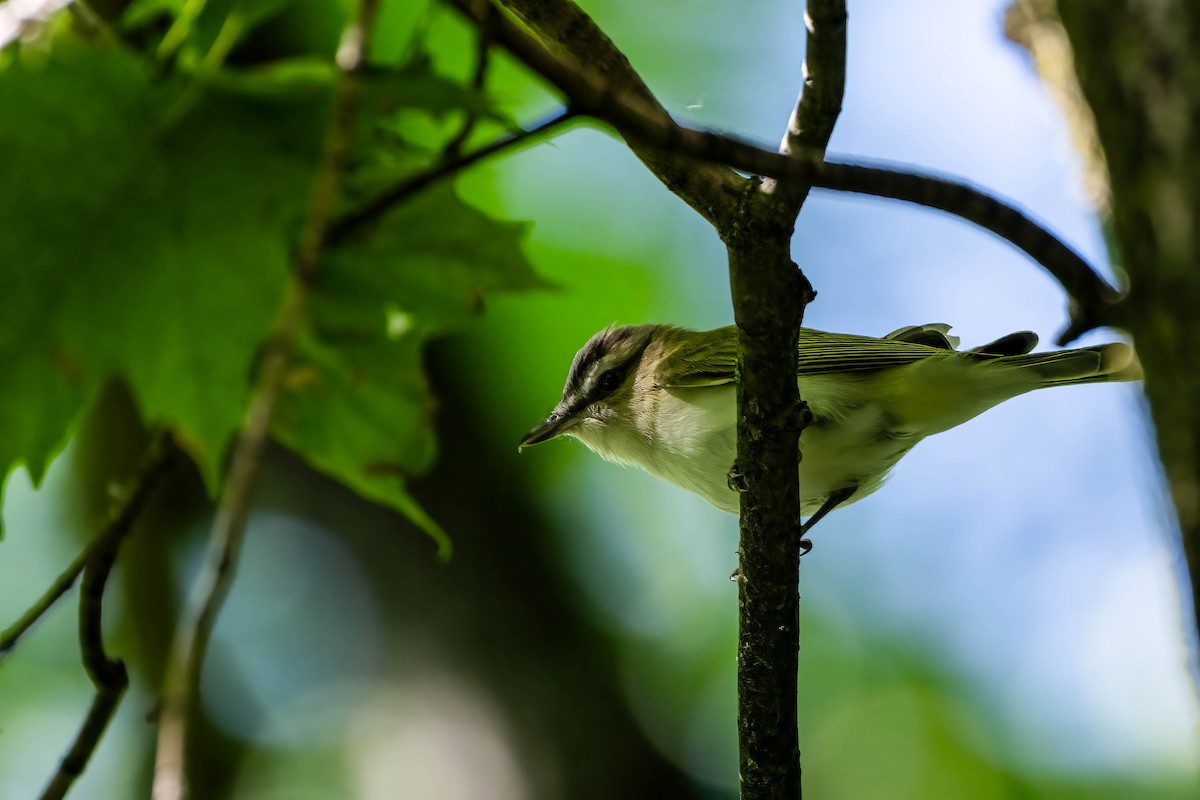 rødøyevireo - ML620308864