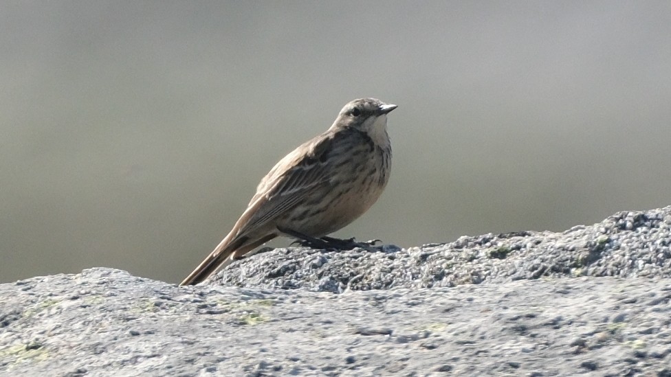 Water Pipit - ML620308868