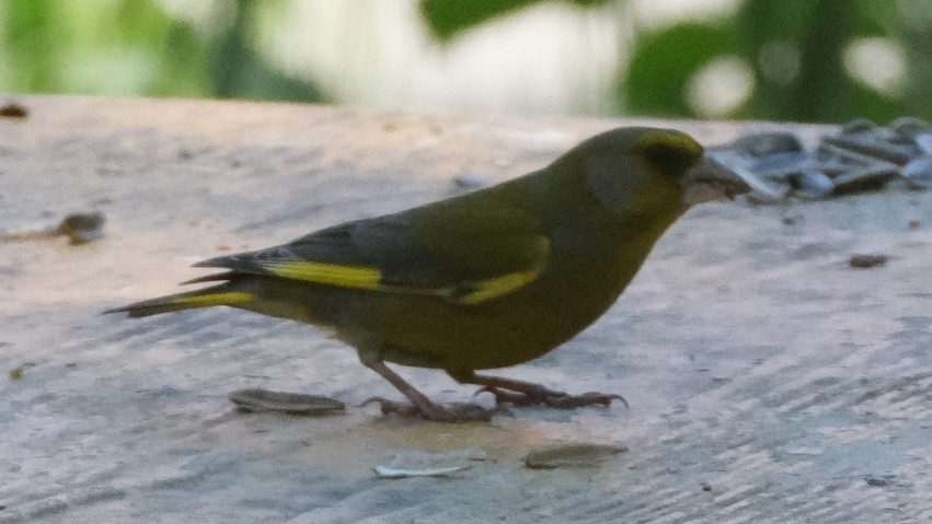 European Greenfinch - ML620308869