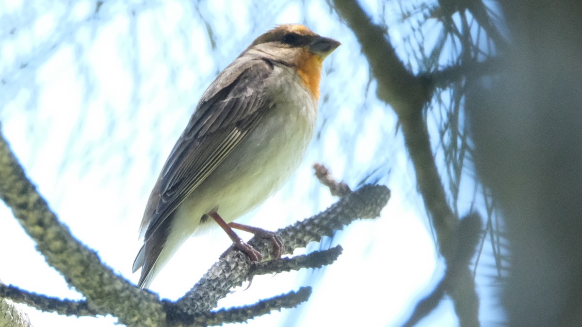 Common Rosefinch - ML620308870