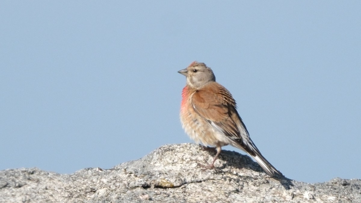 Eurasian Linnet - Reyhan Hamdi