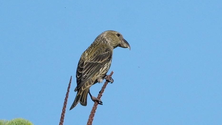 Red Crossbill - ML620308872