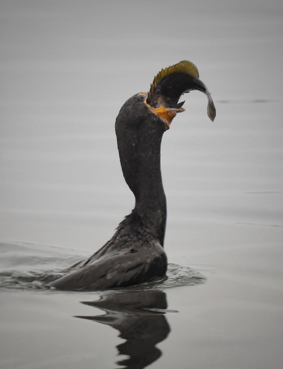 Double-crested Cormorant - ML620308878