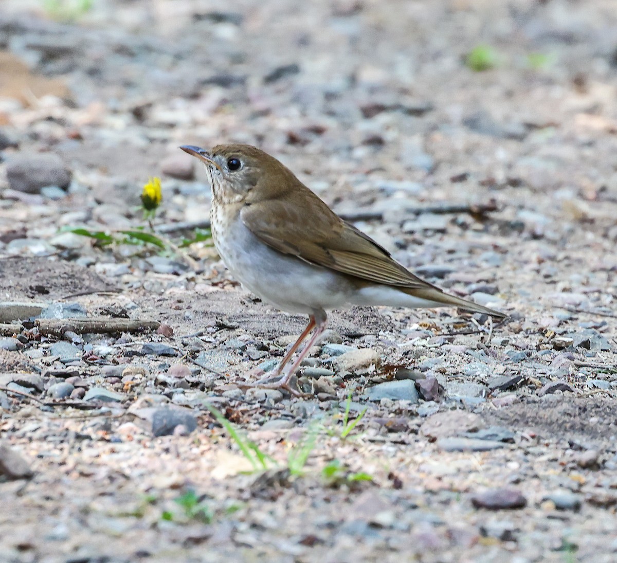 Veery - Tom Driscoll