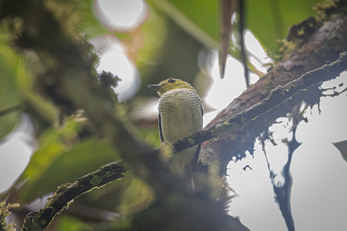 Barred Becard - ML620308881