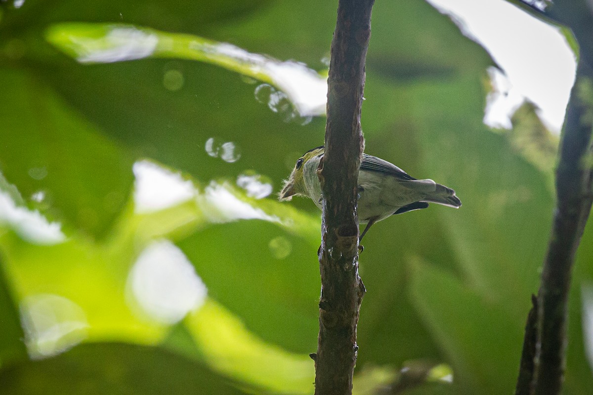 Barred Becard - ML620308883