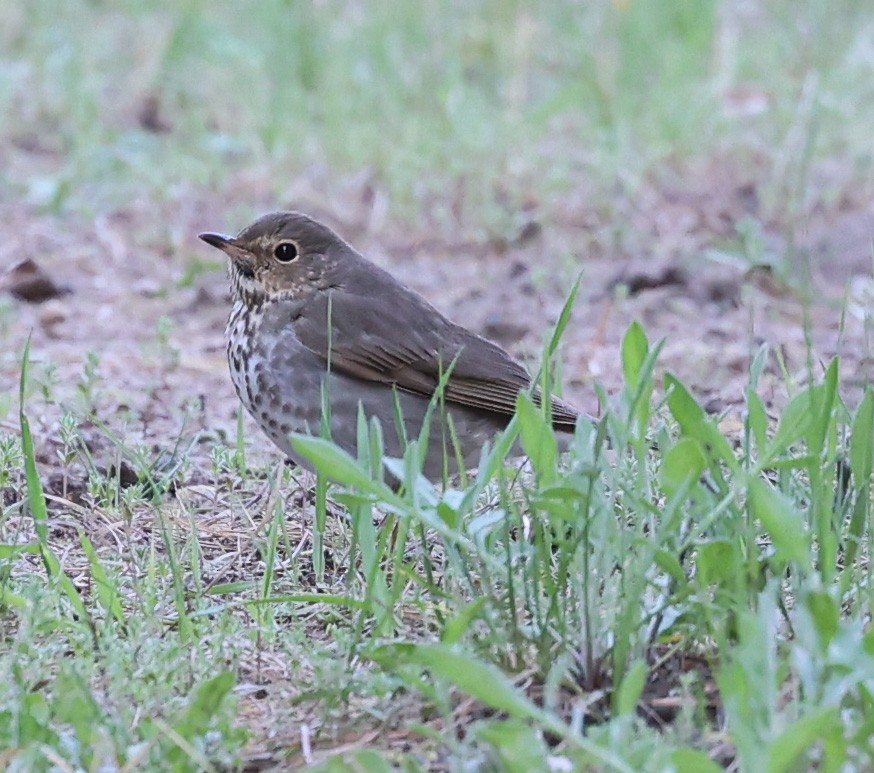 Swainson's Thrush - ML620308886