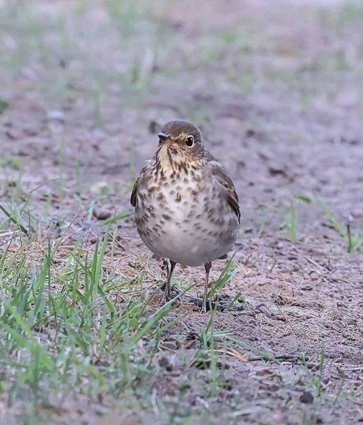 Swainson's Thrush - ML620308887