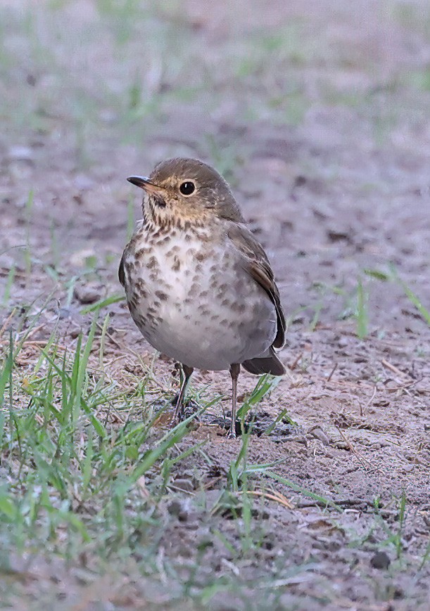 Swainson's Thrush - ML620308888