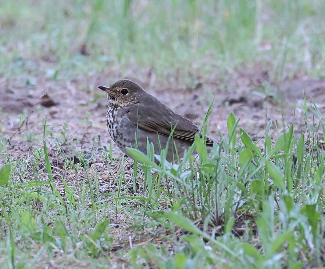 Swainson's Thrush - ML620308889