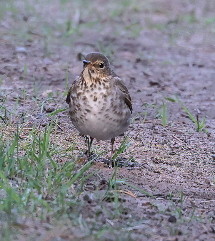 Swainson's Thrush - ML620308890