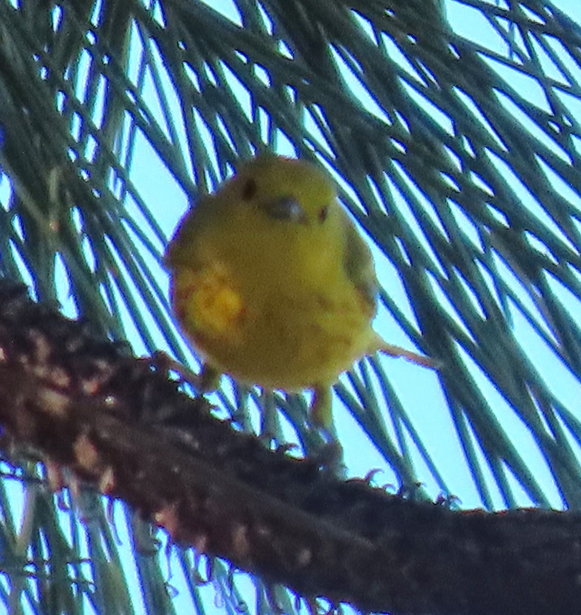 Yellow Warbler - ML620308891