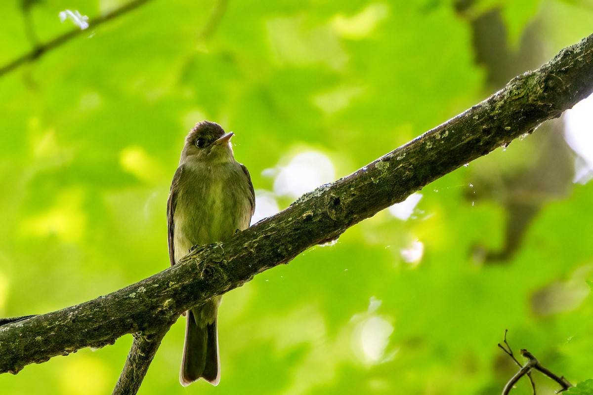 Eastern Wood-Pewee - ML620308892