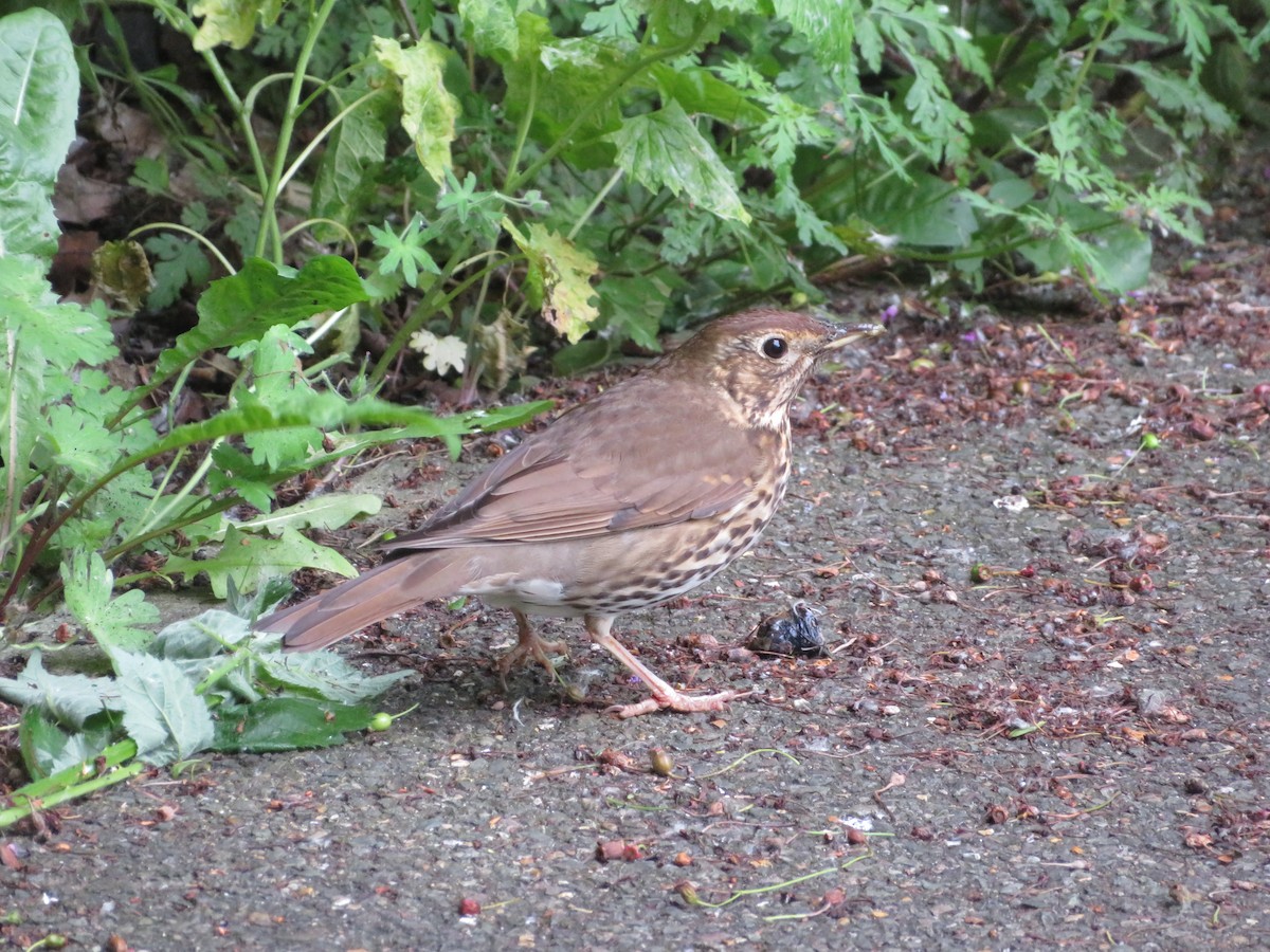 Song Thrush - ML620308894