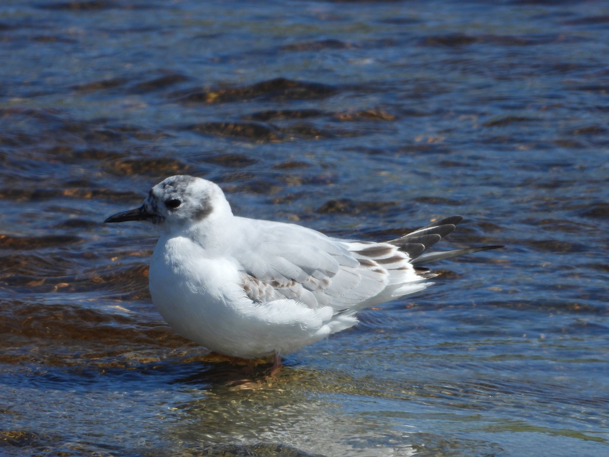 Bonaparte's Gull - ML620308896