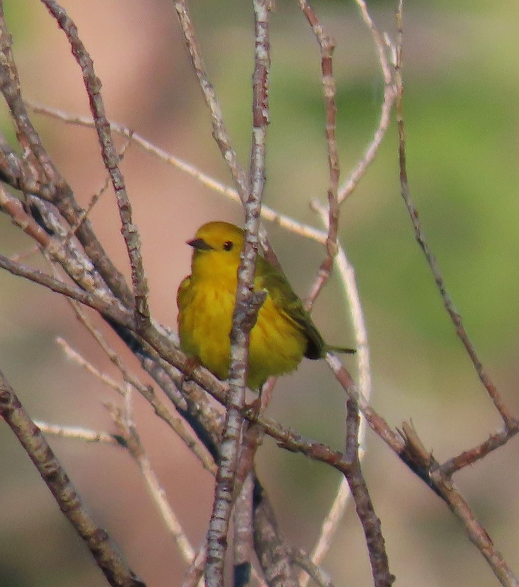 Yellow Warbler - ML620308900