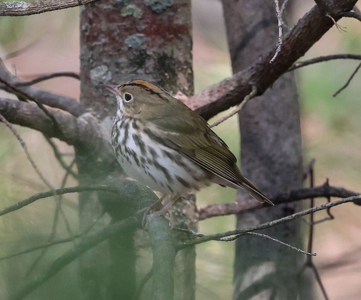 Ovenbird - ML620308906