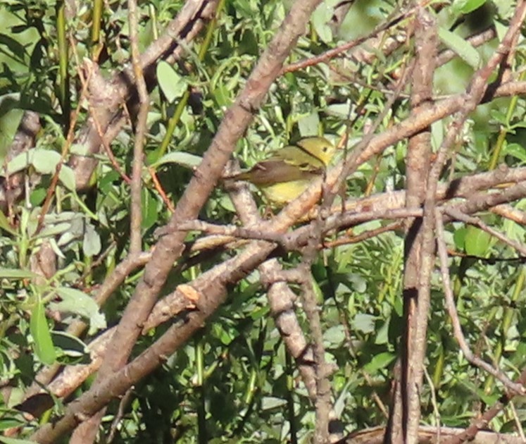 Paruline jaune - ML620308907