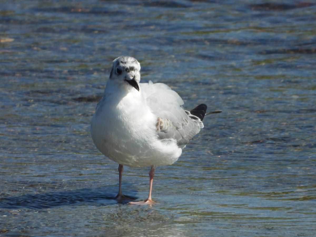 Bonaparte's Gull - ML620308908