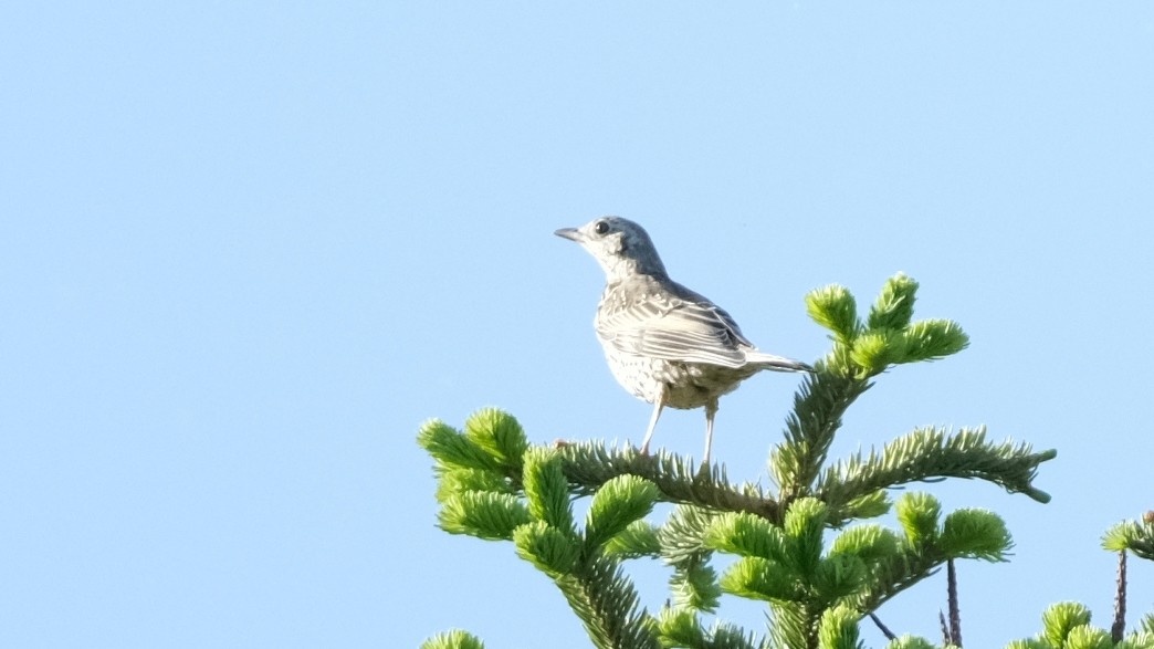 Mistle Thrush - ML620308909