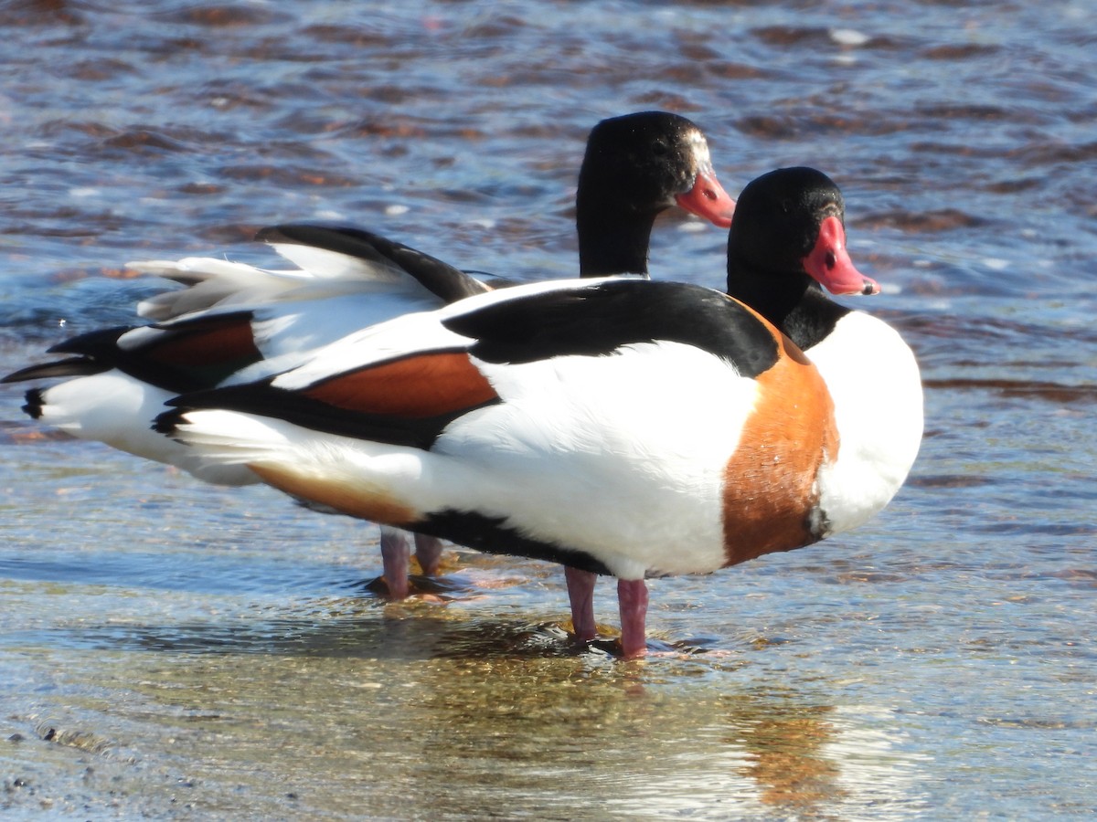 Common Shelduck - ML620308912