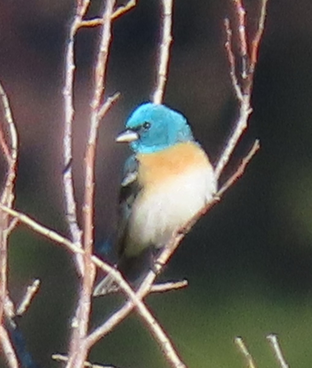 Lazuli Bunting - ML620308916