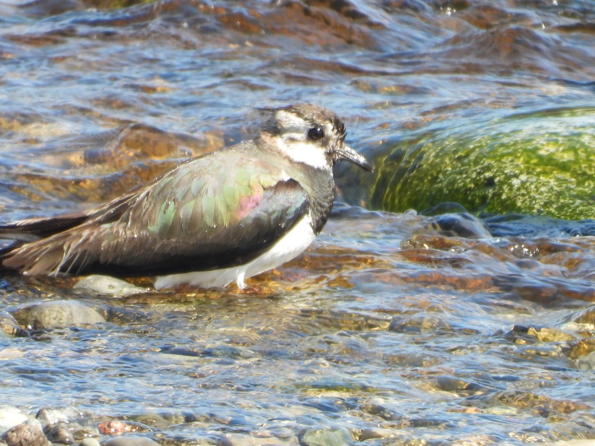 Northern Lapwing - ML620308918