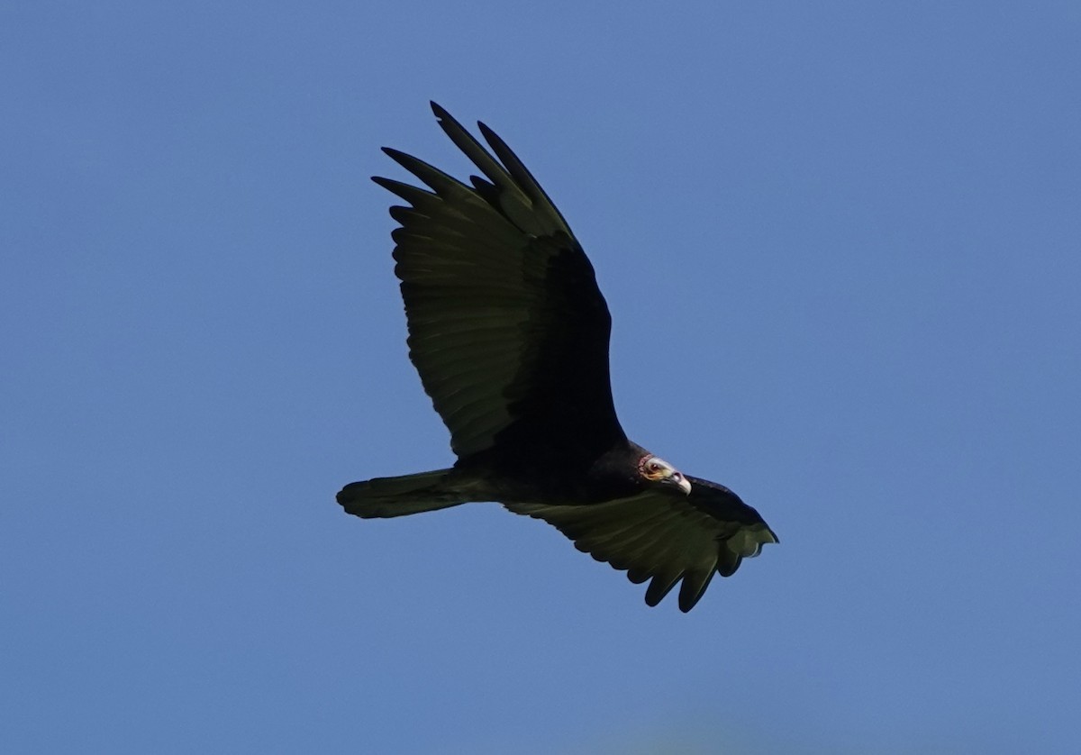 Lesser Yellow-headed Vulture - ML620308919