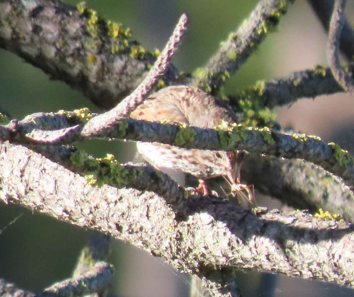 Song Sparrow - ML620308929