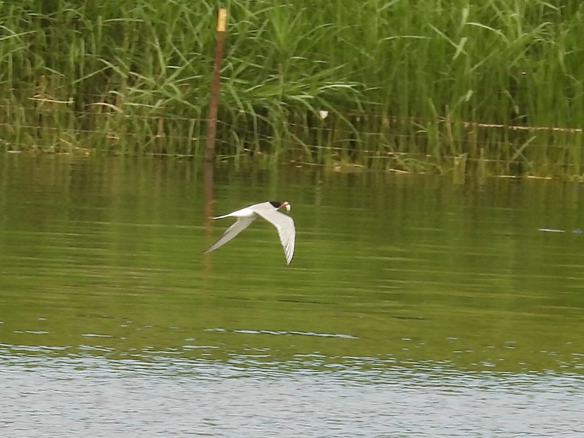 Common Tern - Tim Forrester