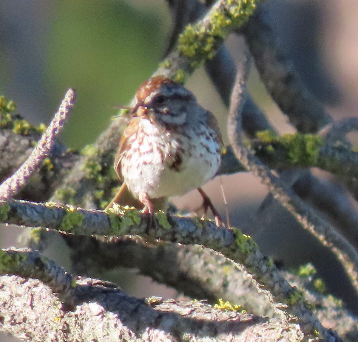 Song Sparrow - ML620308950