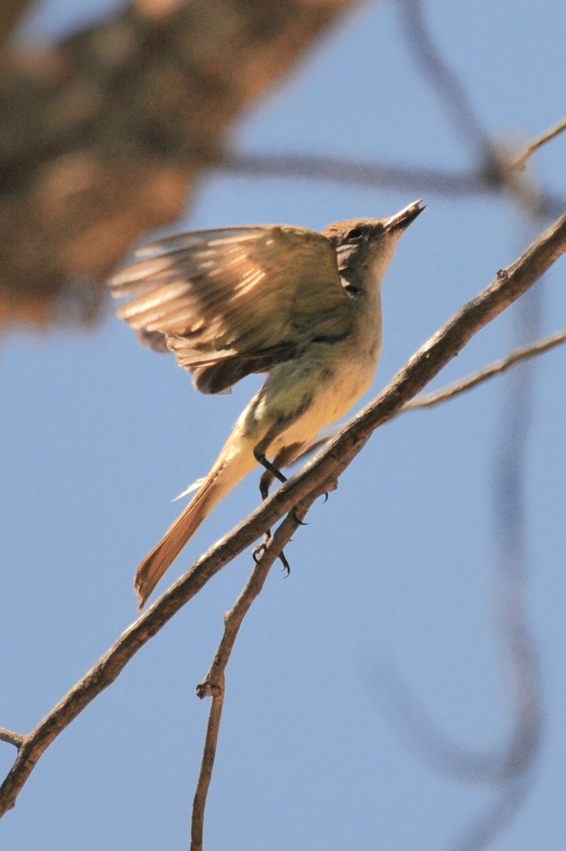 Brown-crested Flycatcher - ML620308952